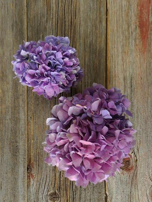 PURPLE HYDRANGEA